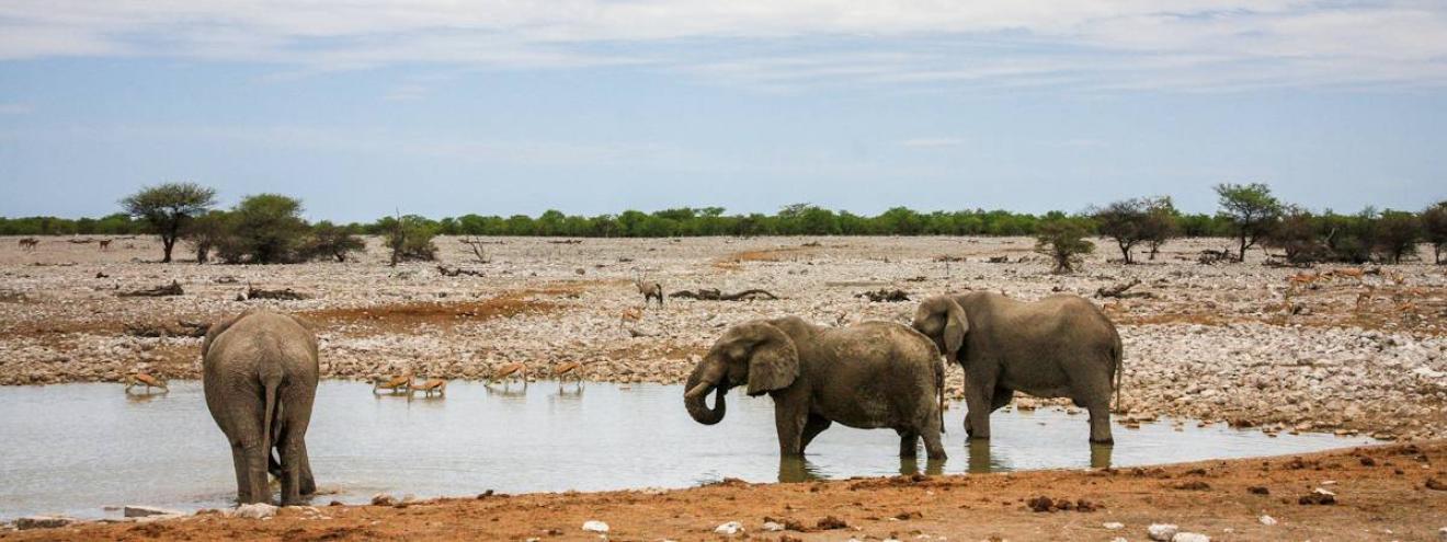 Namibia Northern Swing 7 days Okonjati Etosha Koakoveld Damaraland Swakopmund safari