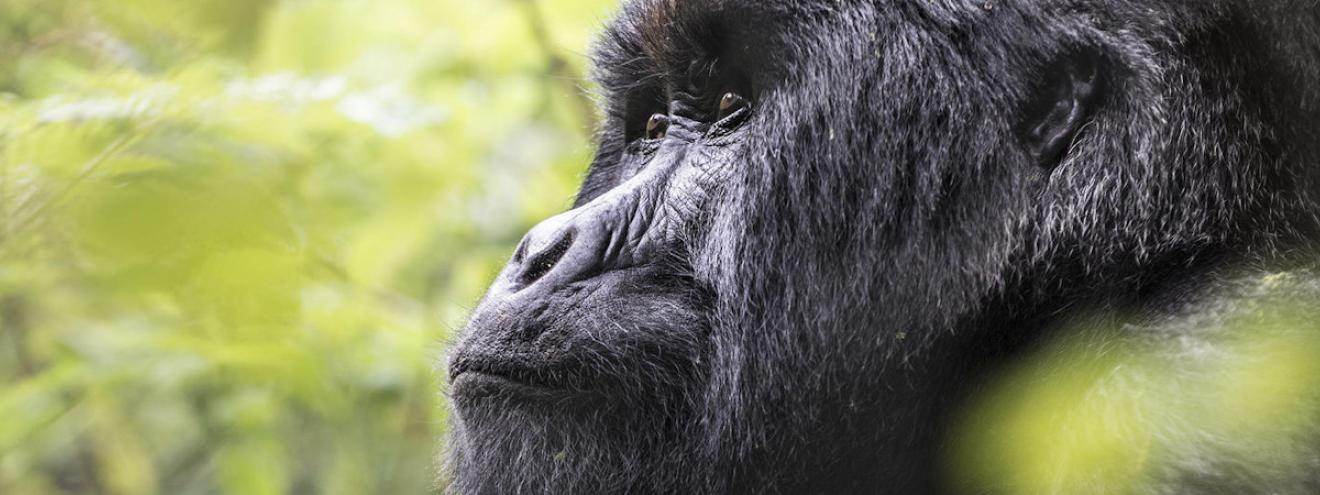 Gorillas Through the Mist Safari 3 days Virunga Lodge Volcanoes National Park Rwanda