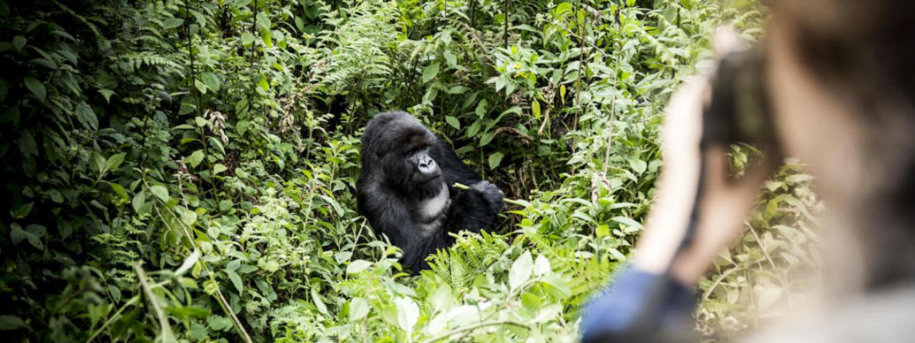 Primate Encounters 6 days Wilderness Bisate One&Only Nyungwe House gorillas chimps Rwanda