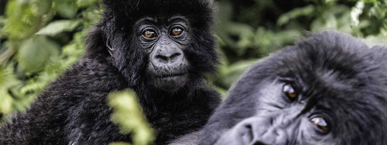 Sabyinyo Safari 4 days 2 gorilla permits Wilderness Sabyinyo Silverback Lodge Rwanda