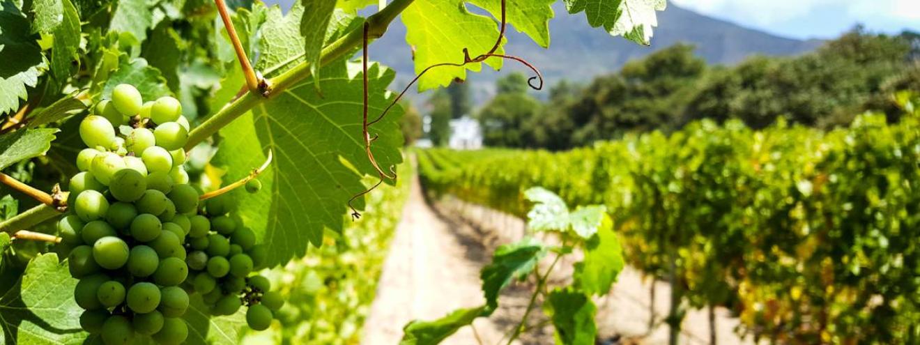 Buitenverwachting Wine Estate Constantia Valley Cape Town South Africa