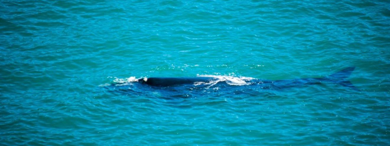 Whale watching False Bay Cape Town Southern Right Whale breaching South Africa