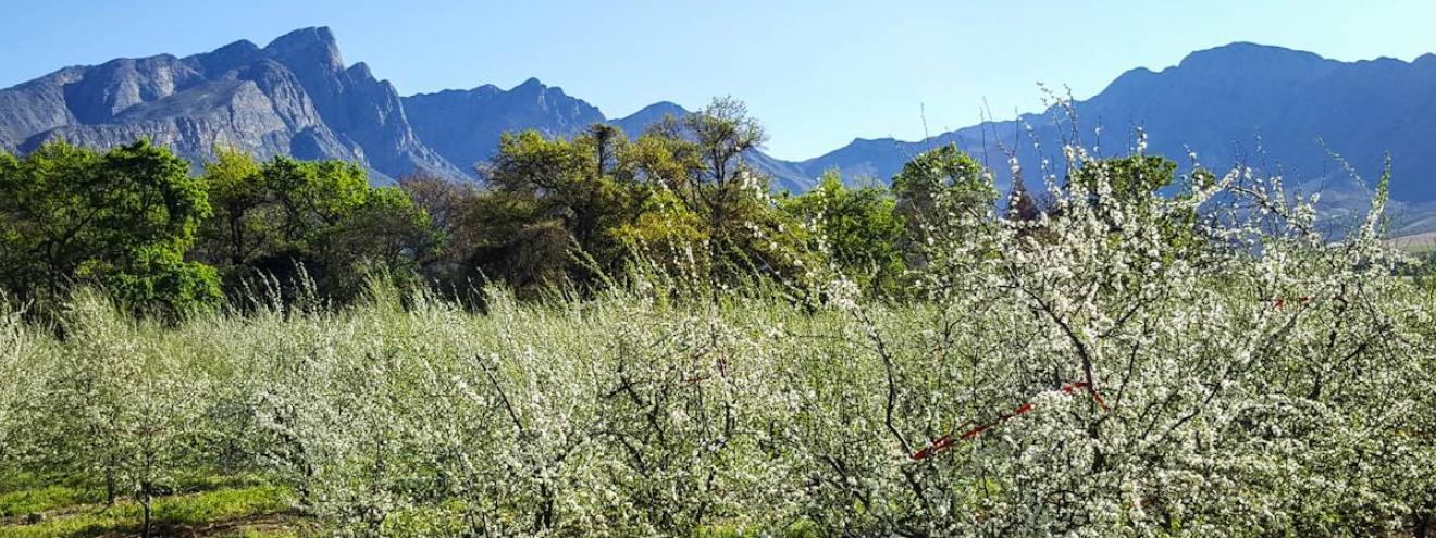 Tulbagh valley mountain scenery Cape Winelands Western Cape South Africa