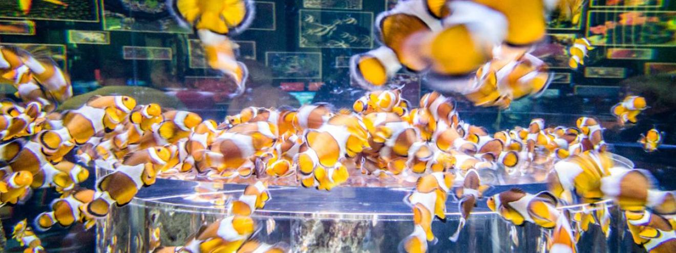 Two Oceans Aquarium V&A Waterfront Cape Town family attraction South Africa