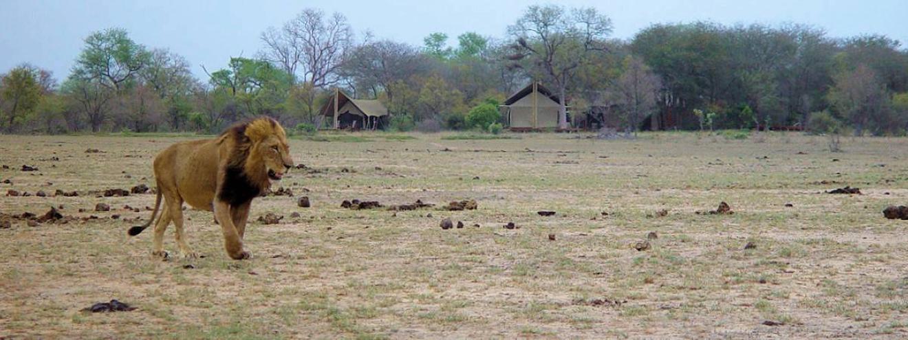 Rhino Post Plains Camp a perfect Kruger National Park tented camp