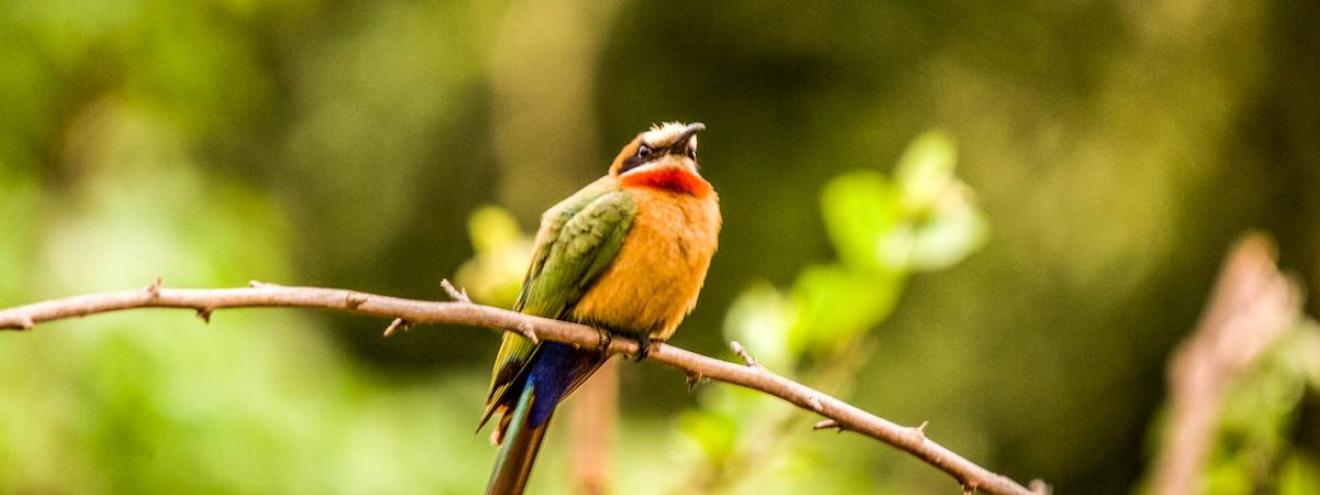 Birdlife photography Kruger National Park South Africa birding safari