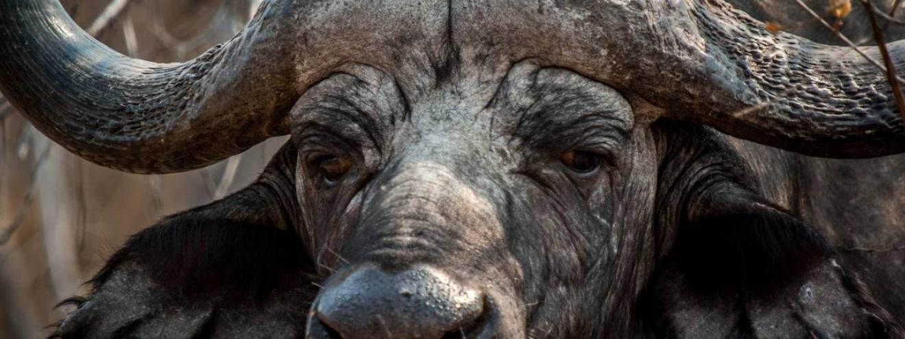 Cape Buffalo Big Five Kruger National Park South Africa safari