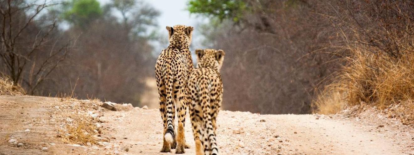 Rare cheetah sighting Kruger National Park endangered wildlife South Africa