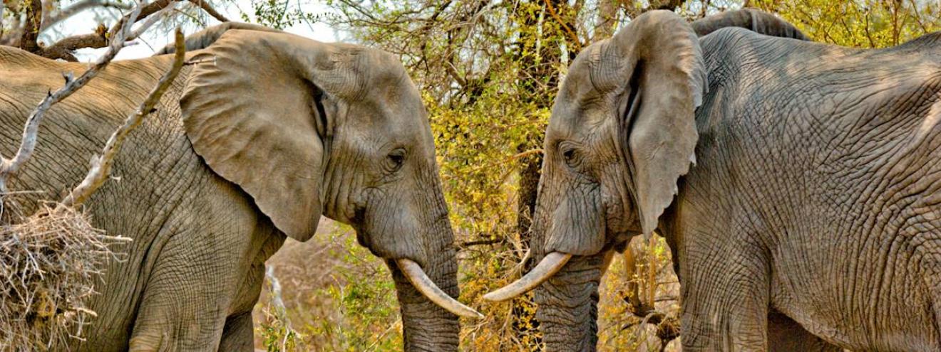 African elephant Loxodonta africana Big Five Kruger National Park South Africa