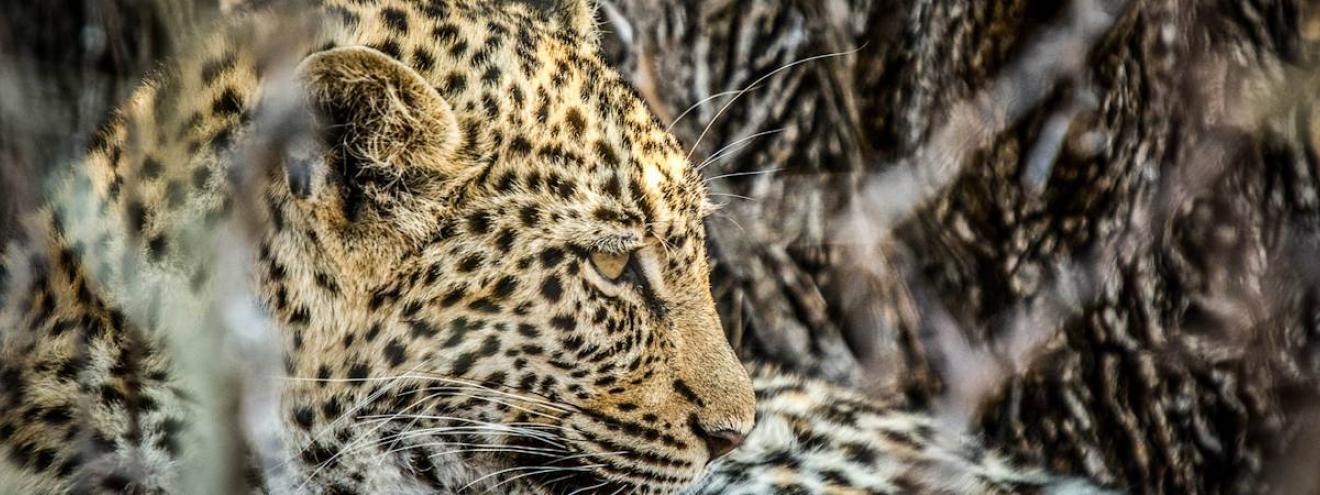 Leopard sighting Kruger National Park South Africa elusive Big Five wildlife