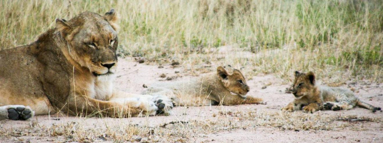 Lion pride sighting Kruger National Park Big Five safari South Africa