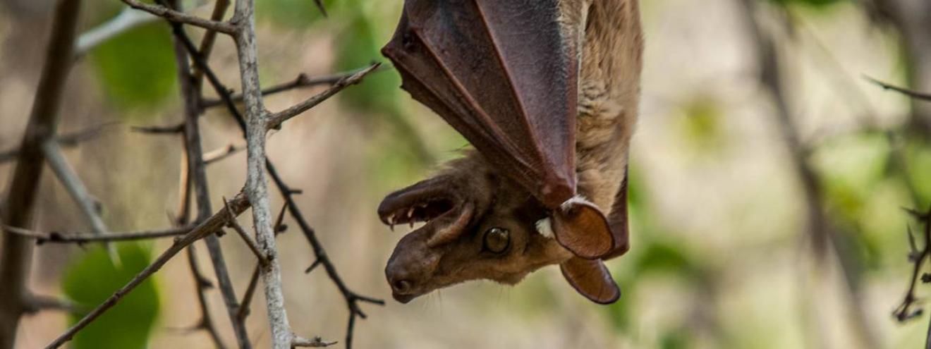 Kruger National Park wildlife diversity safari mammals South Africa