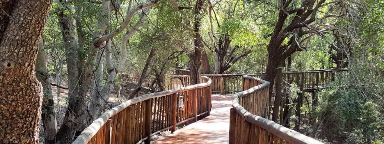 Jaci's Tree Lodge stilts above forest floor Madikwe Game Reserve South Africa
