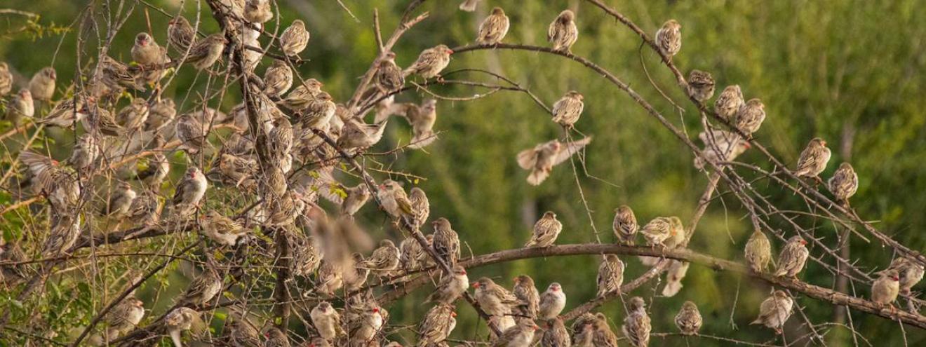 Birdlife Madikwe Game Reserve 360 species North West Province South Africa