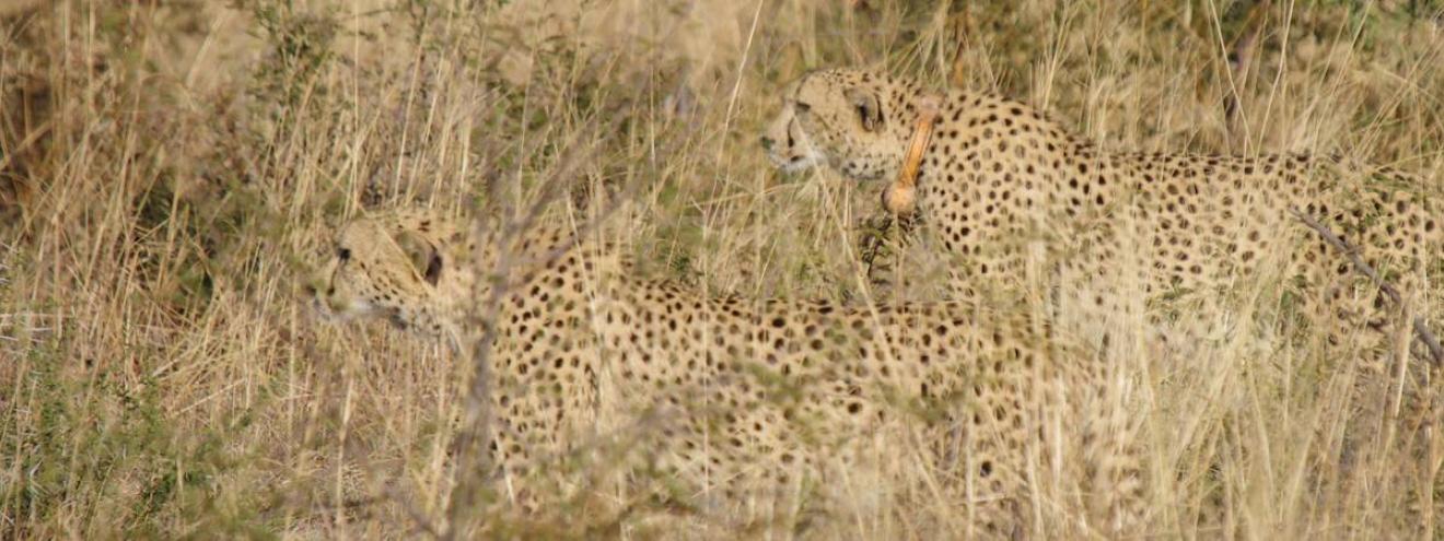 Cheetah rare sighting Madikwe Game Reserve only 5 in reserve North West South Africa