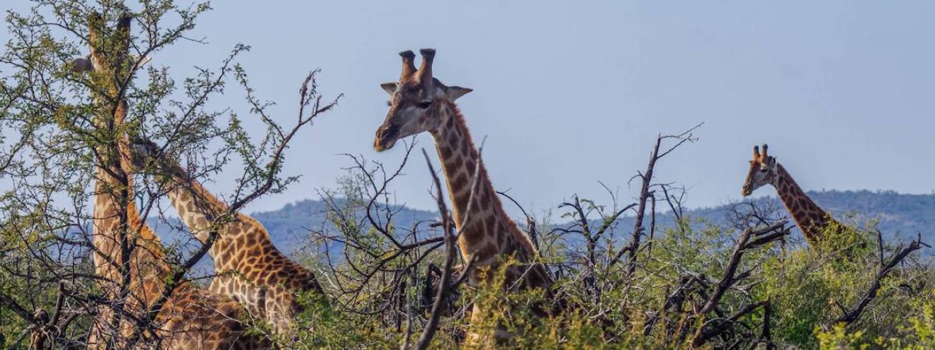 Giraffe Madikwe Game Reserve North West Province South Africa safari