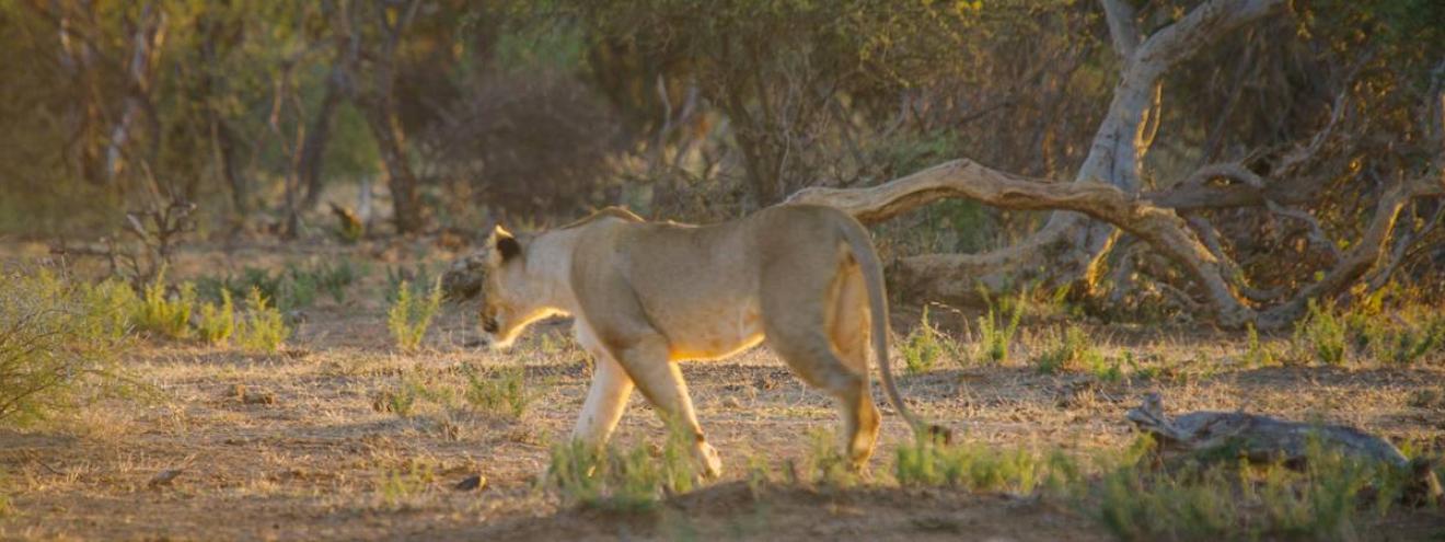 Lion Big Five sighting Madikwe Game Reserve malaria-free North West South Africa