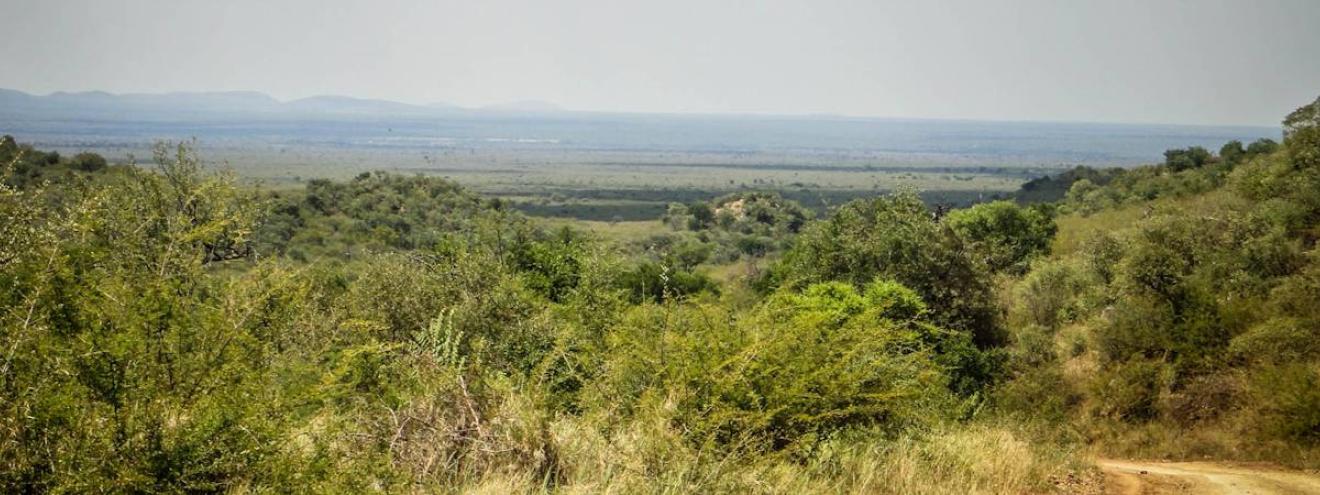 Madikwe Game Reserve Kalahari Sands bushveld scenery North West Province South Africa