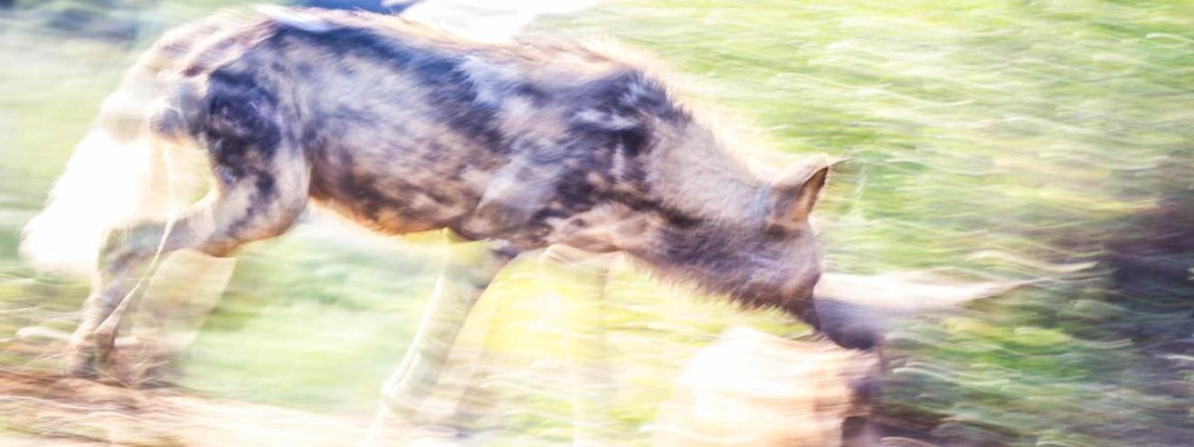 African wild dog endangered species Madikwe Game Reserve North West South Africa