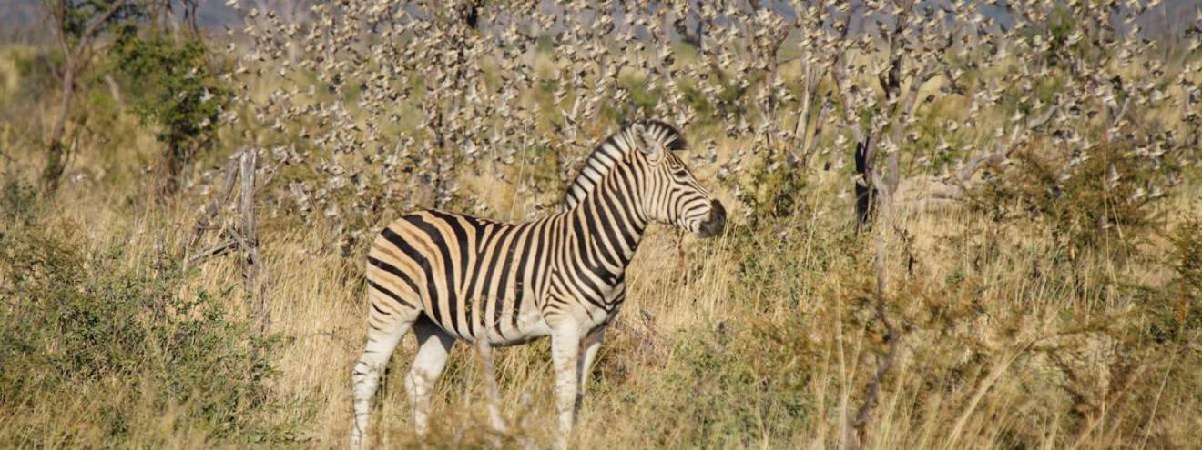 Madikwe Game Reserve diverse wildlife malaria-free Big Five South Africa safari