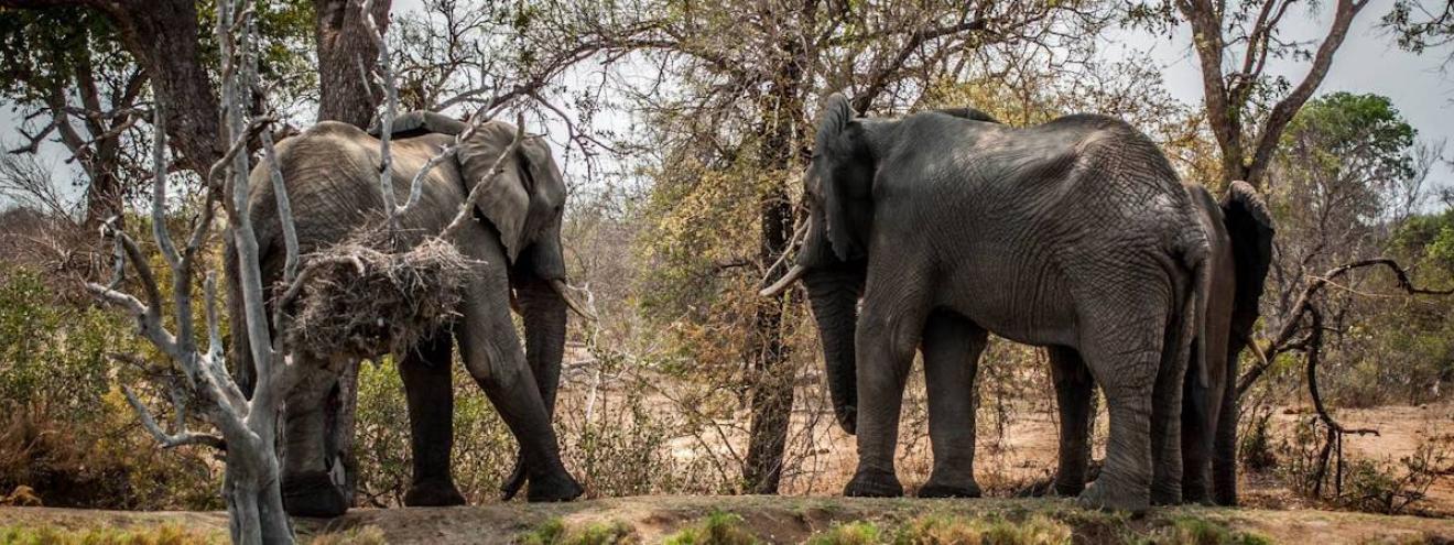 Effortless South Africa self-drive safari 15 days Mpumalanga Sabi Sand Cape Town