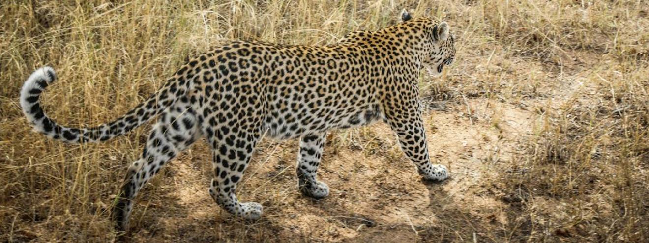 Kruger bush walking safari 5 days maximum 8 guests unfenced tented camp Greater Kruger