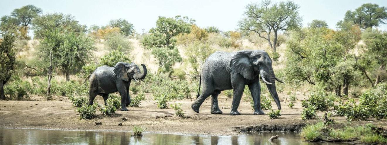 Kruger on foot walking safari 4 days Friday to Monday maximum 8 guests Greater Kruger