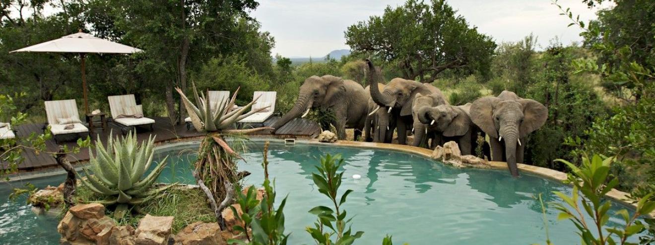 Madikwe North South Safari 6 days Jaci's Safari Lodge Impodimo Game Lodge South Africa