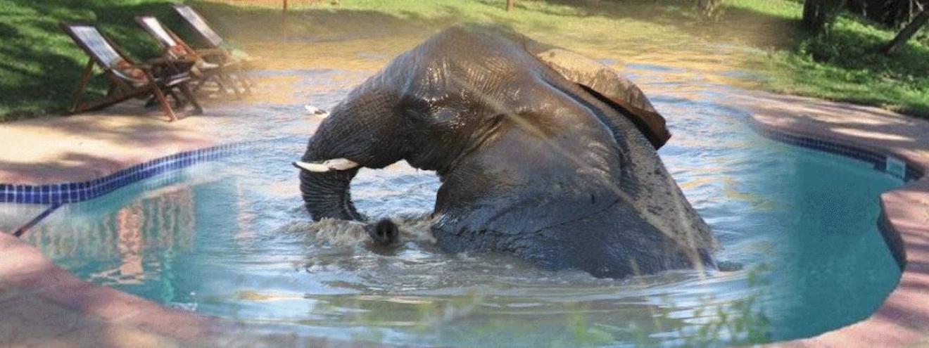 https://www.uyaphi.com/south-africa/safaris/self-drive/zululand-explorer-safari