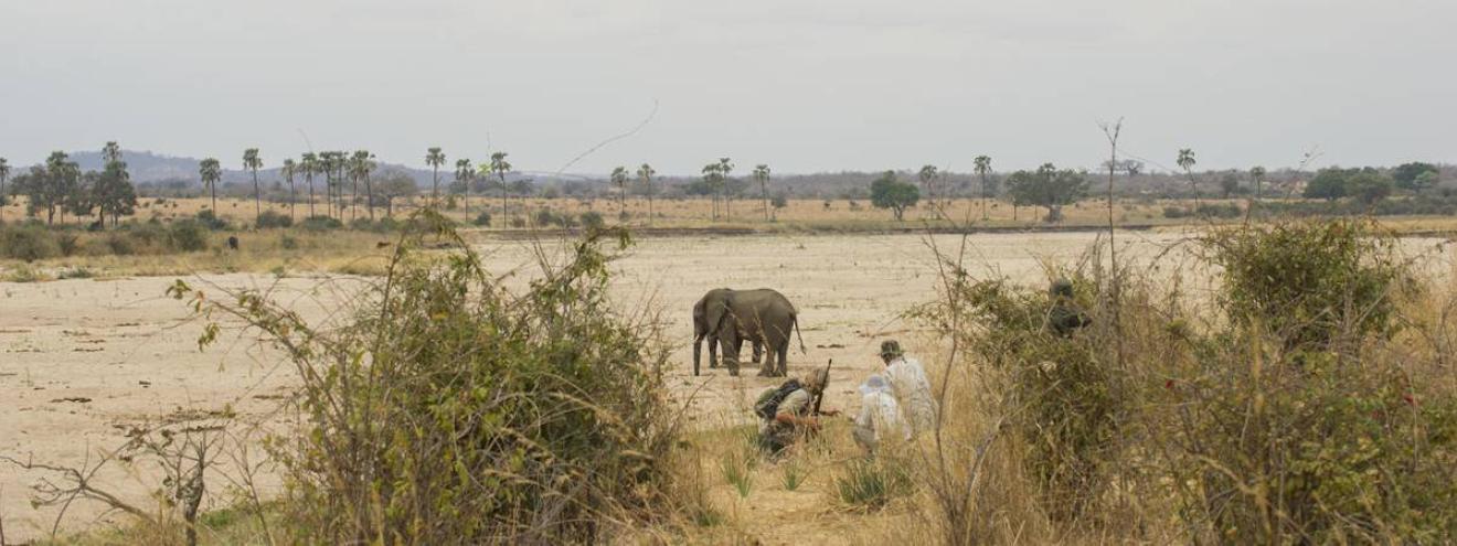 Ruaha National Park 20250km² undiscovered wilderness Tanzania 571 bird species Ruaha River