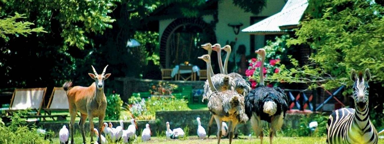 Mount Meru Game Lodge 17 rooms wildlife sanctuary Kilimanjaro Usaa River Arusha Tanzania