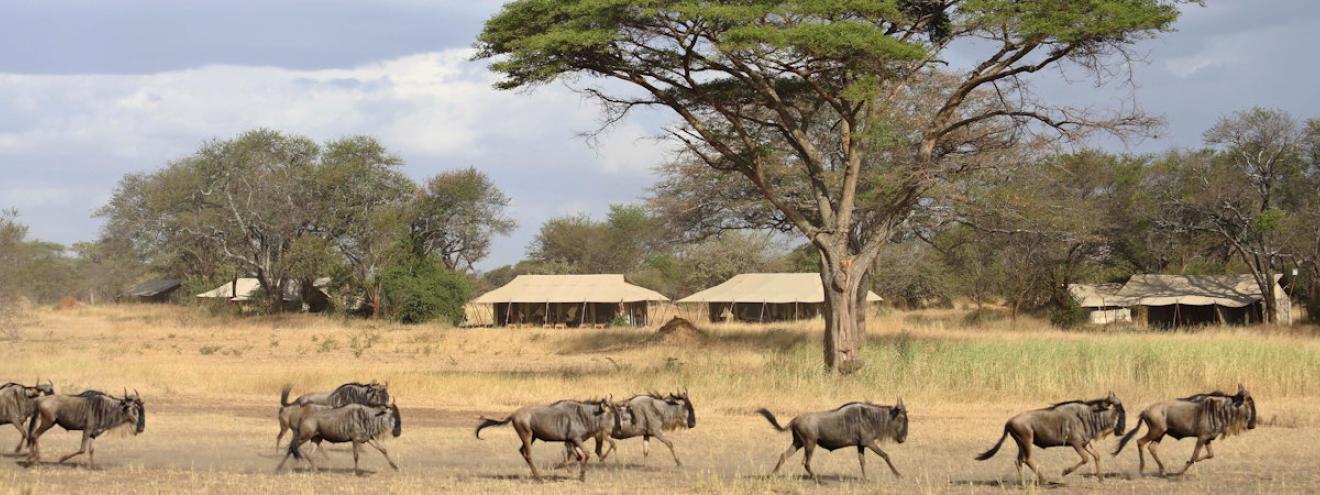 Ubuntu Migration Camp 7 tented suites Asilia three-location Serengeti Great Migration Tanzania