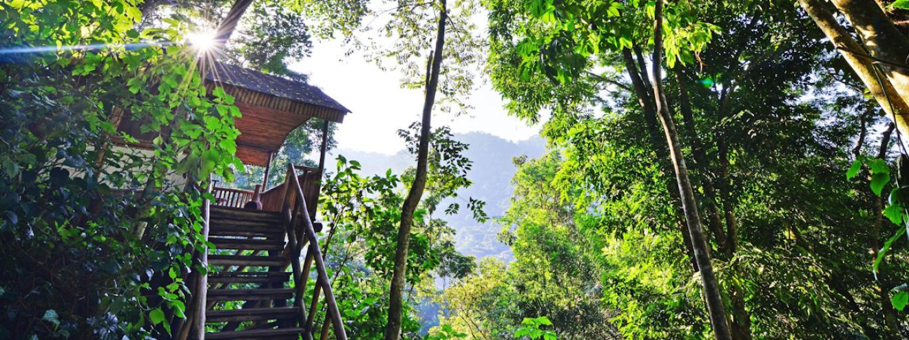 Buhoma Lodge 10 forest chalets inside Bwindi Impenetrable National Park Uganda