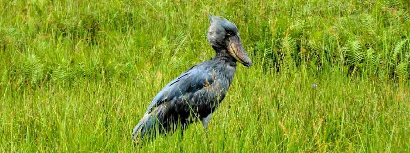 Uganda Birding Safari 12 days 1000 bird species Albertine Rift endemics Shoebill Uganda