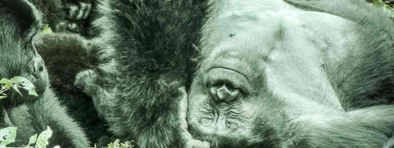 Budget Gorilla Safari 7 days Murchison Falls Budongo chimps Bwindi gorillas Uganda