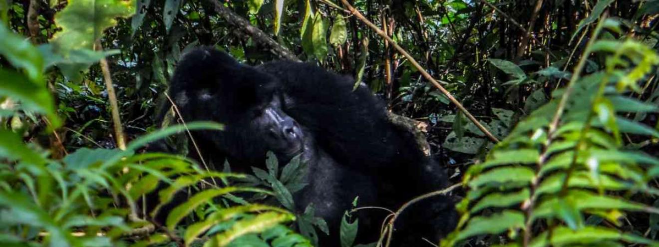 Uganda Primate Safari 8 days gorilla trekking chimp trekking Queen Elizabeth Uganda