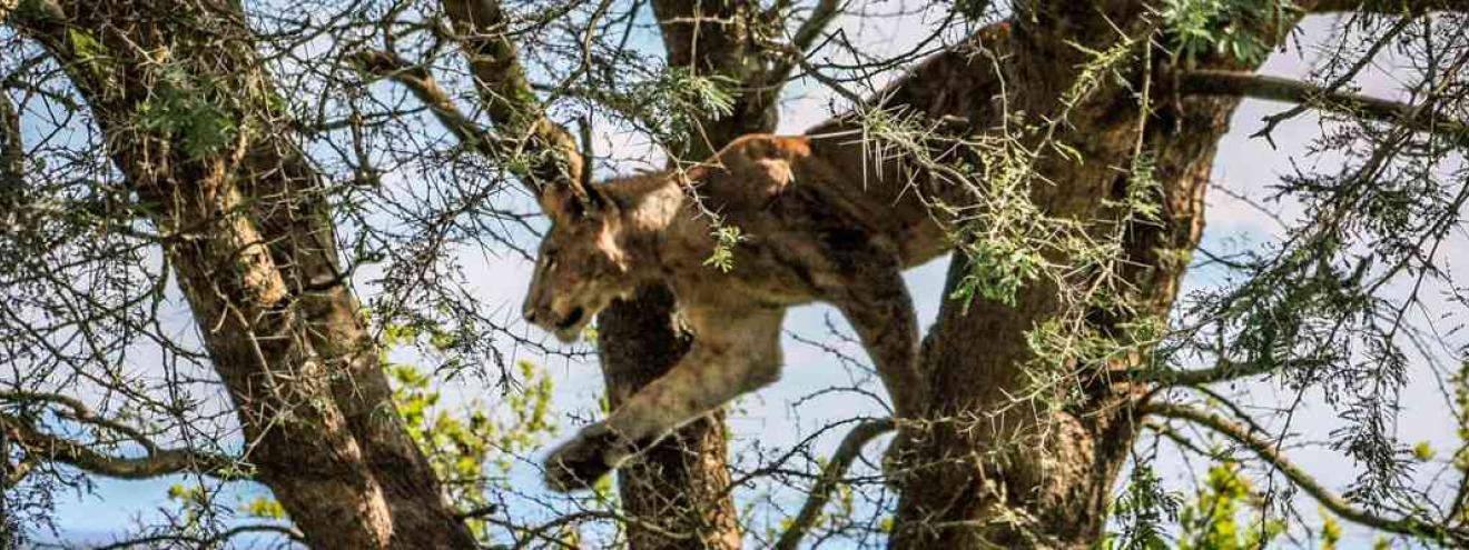 Ultimate Uganda Safari 12 days Murchison Kibale Queen Elizabeth Bwindi gorillas chimps Uganda
