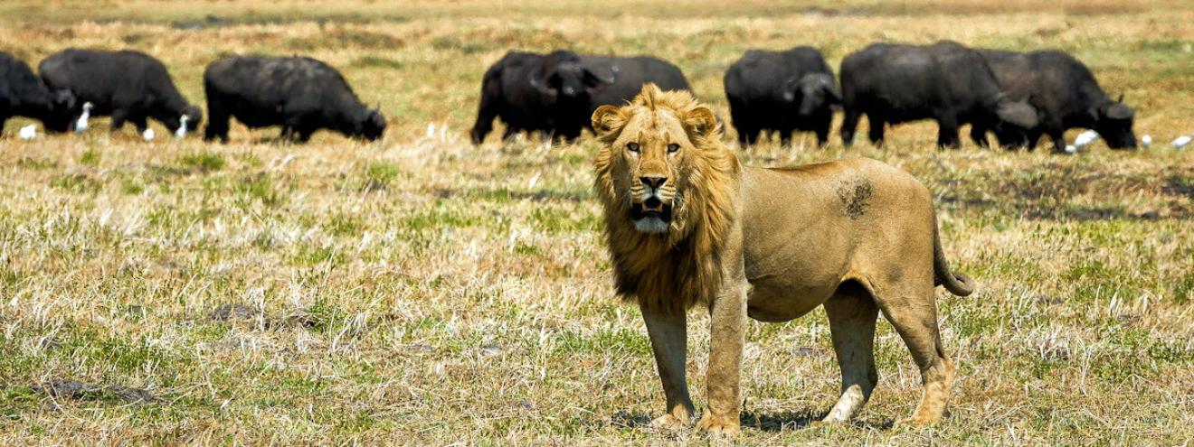 Kafue National Park 22400km² largest Zambia second largest Africa Busanga Plains 500 birds