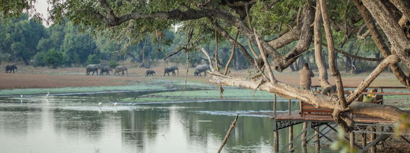 Big Lagoon Trails Camp exclusive grass walled chalets resting under a canopy of spectacular ebony trees