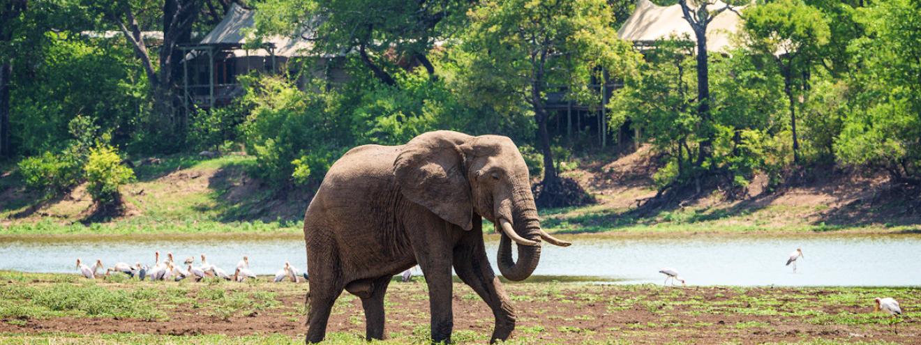 Chindeni Bushcamp luxury canvas tented suites elevated on wooden decks along a permanent wildlife lagoon