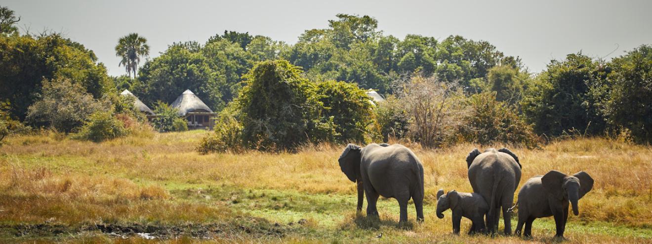 Kuyenda Bushcamp charming traditional grass and thatch rondavels tucked under the shade of mahogany trees