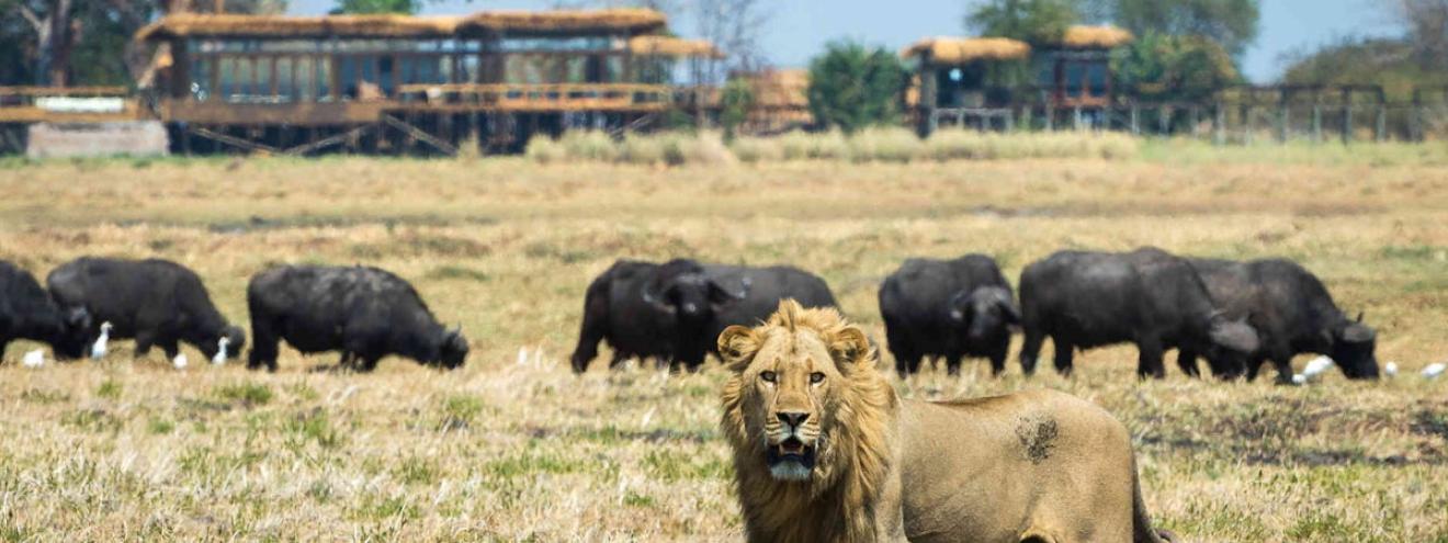 Shumba Camp 6 luxury tents raised platforms 180 degree views Busanga Plains Kafue Zambia