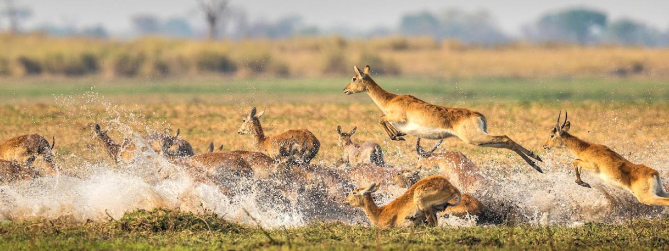 Authentic Zambia Safari 15 days Lower Zambezi Kafue Busanga Plains South Luangwa Zambia