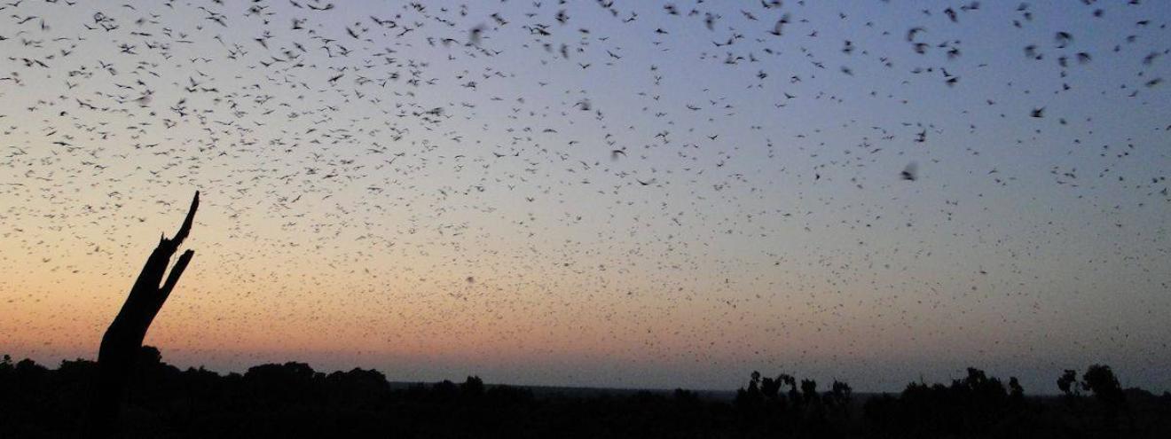 Kasanka Bat Safari 7 days 10 million fruit bats South Luangwa Kasanka National Park Zambia