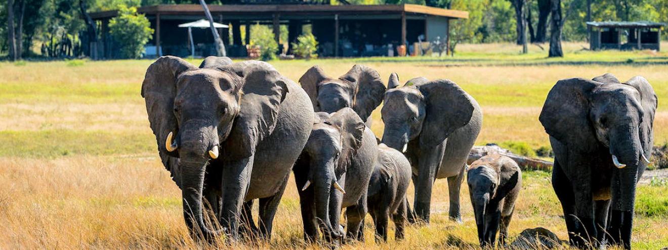 Davisons Camp 8 tented suites Linkwasha concession Ngamo Plains Hwange Zimbabwe