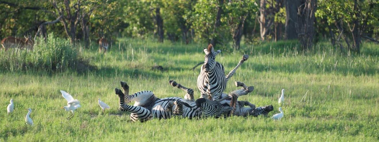 Zimbabwe Game Trail Camping Safari 16 days Johannesburg Kruger Zimbabwe Botswana