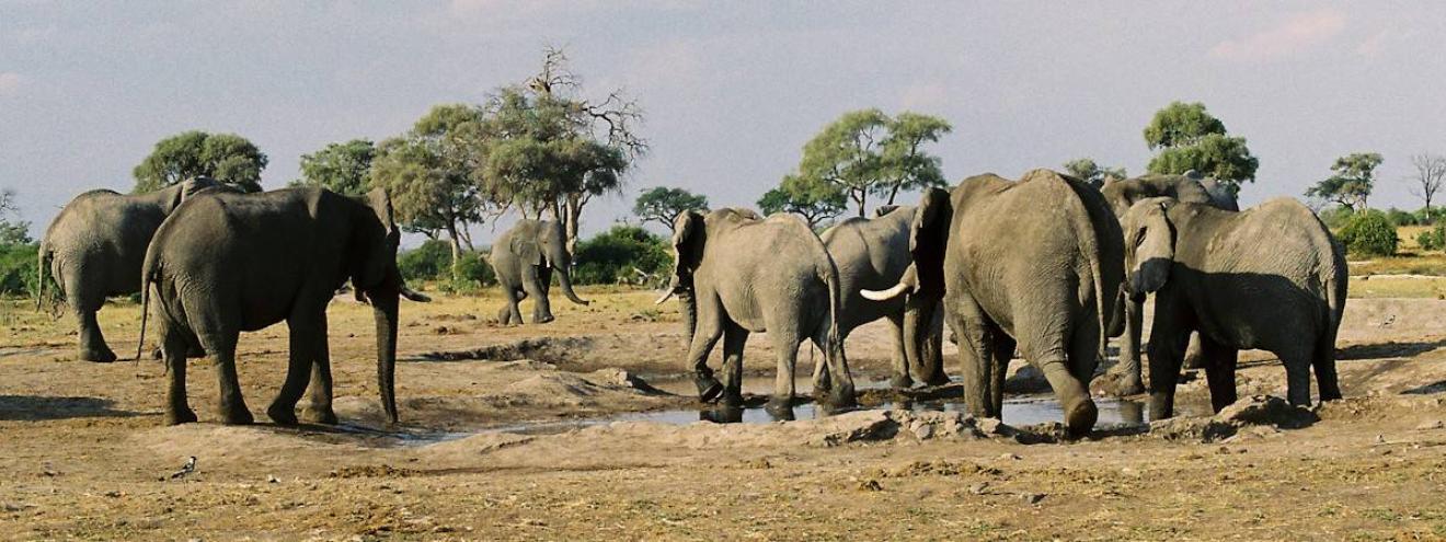 Kruger Zimbabwe Expedition 9 days Johannesburg Kruger Great Zimbabwe Hwange Victoria Falls