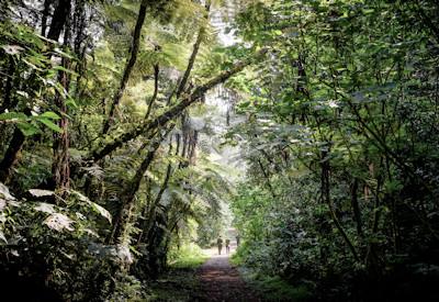 Bwindi Impenetrable National Park Lodges