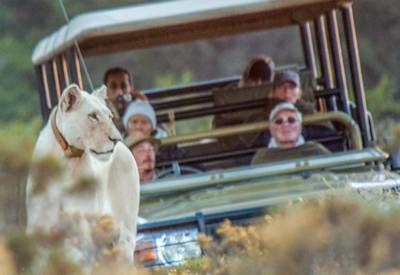 Cape Town Game Reserves