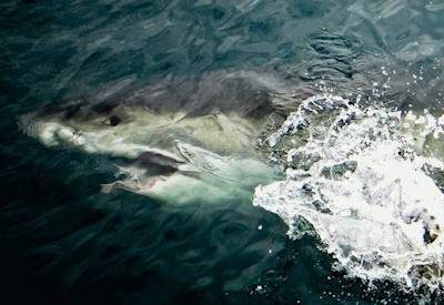 Cape Town Shark Diving
